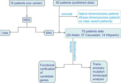 Trans-Ancestry Mutation Landscape of Hepatoblastoma Genomes in Children